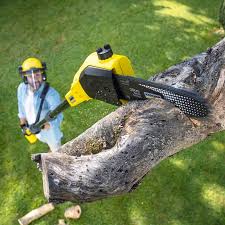 Best Hazardous Tree Removal  in Roseau, MN