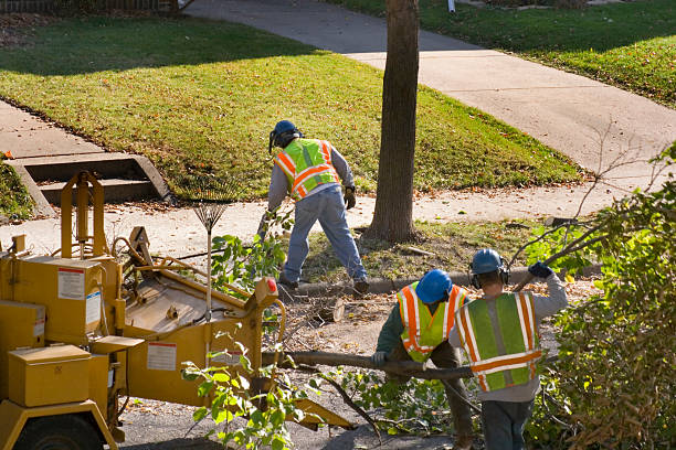 Reliable Roseau, MN Tree Removal Solutions