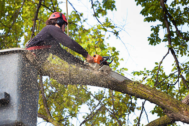 Best Hedge Trimming  in Roseau, MN